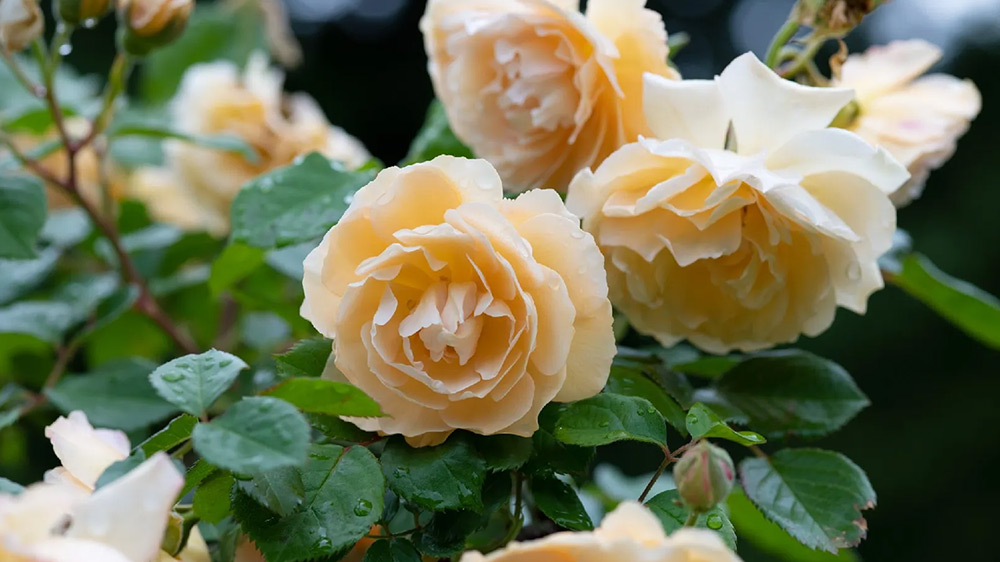 Buff-Beauty-Rose
