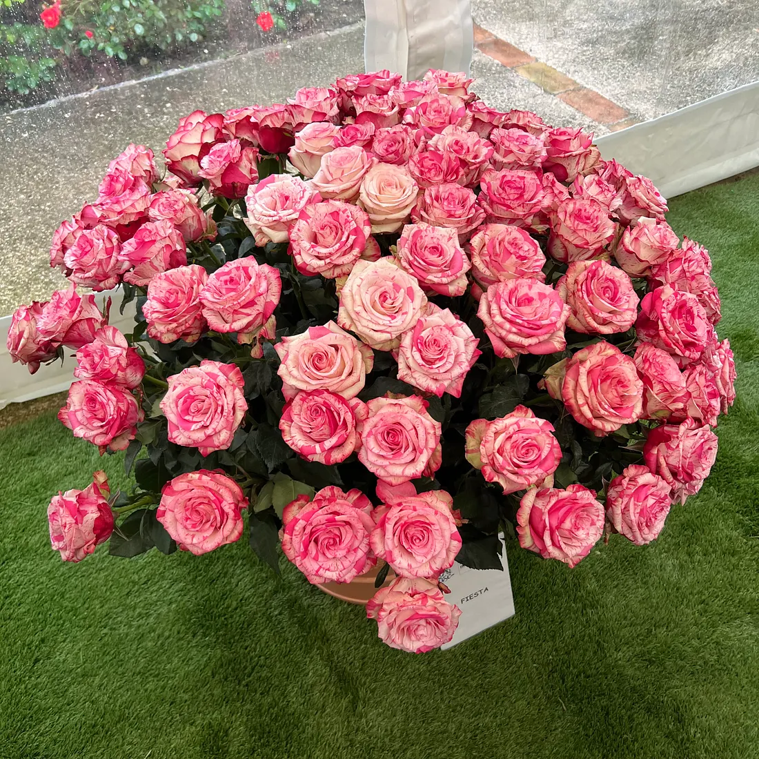 Grasse Rose Festival Rose Detail – Photo by David Laws