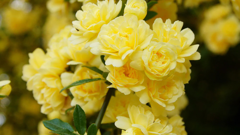 Rosa-Banksiae