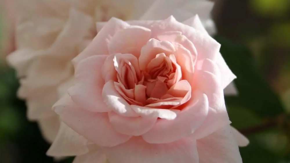 Rosa-Cecile-Brunner