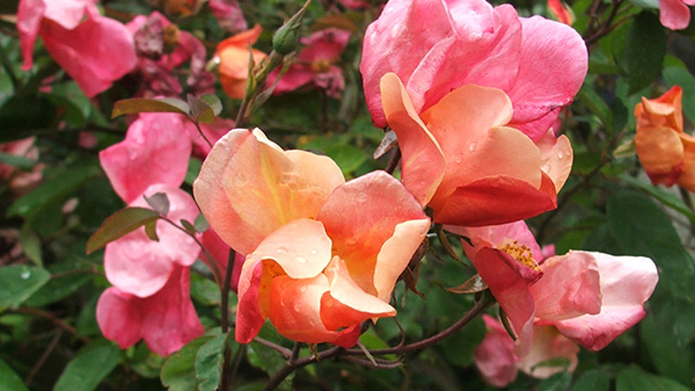 Rosa-Mutabilis