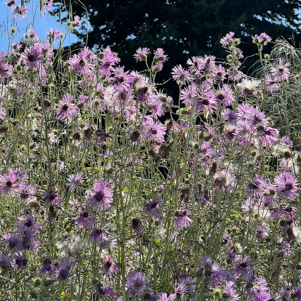 Ville de Nice Jardin Native Plants – Photo by David Laws