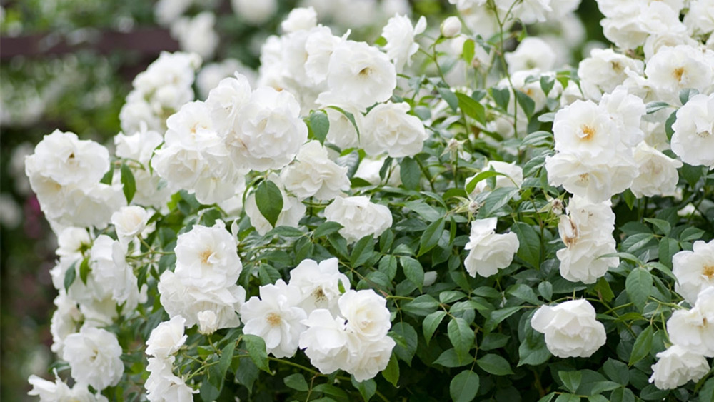 iceberg-rose