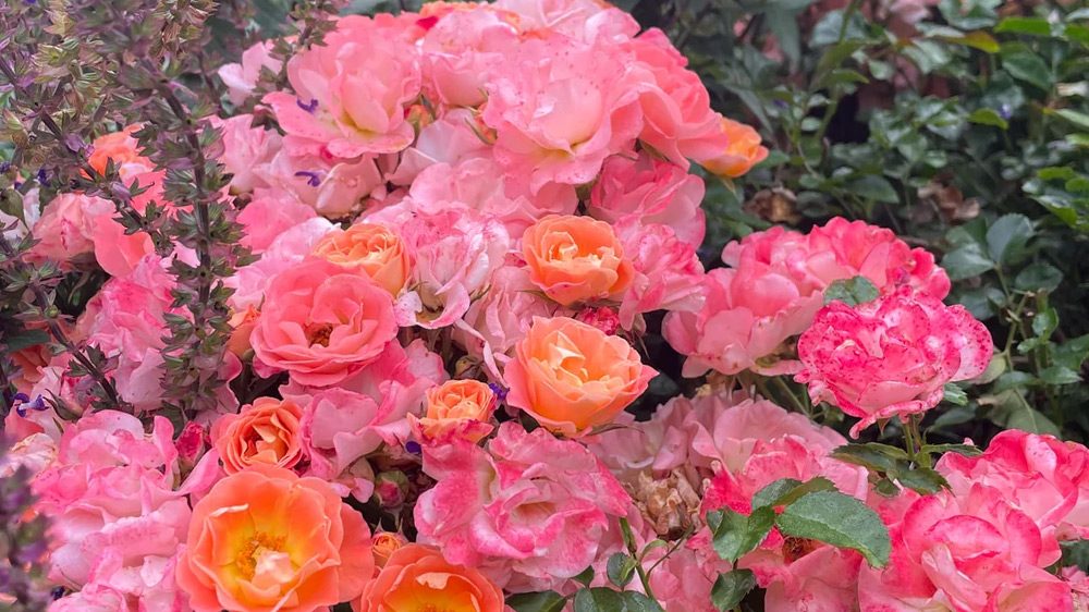 pink-drift-rose
